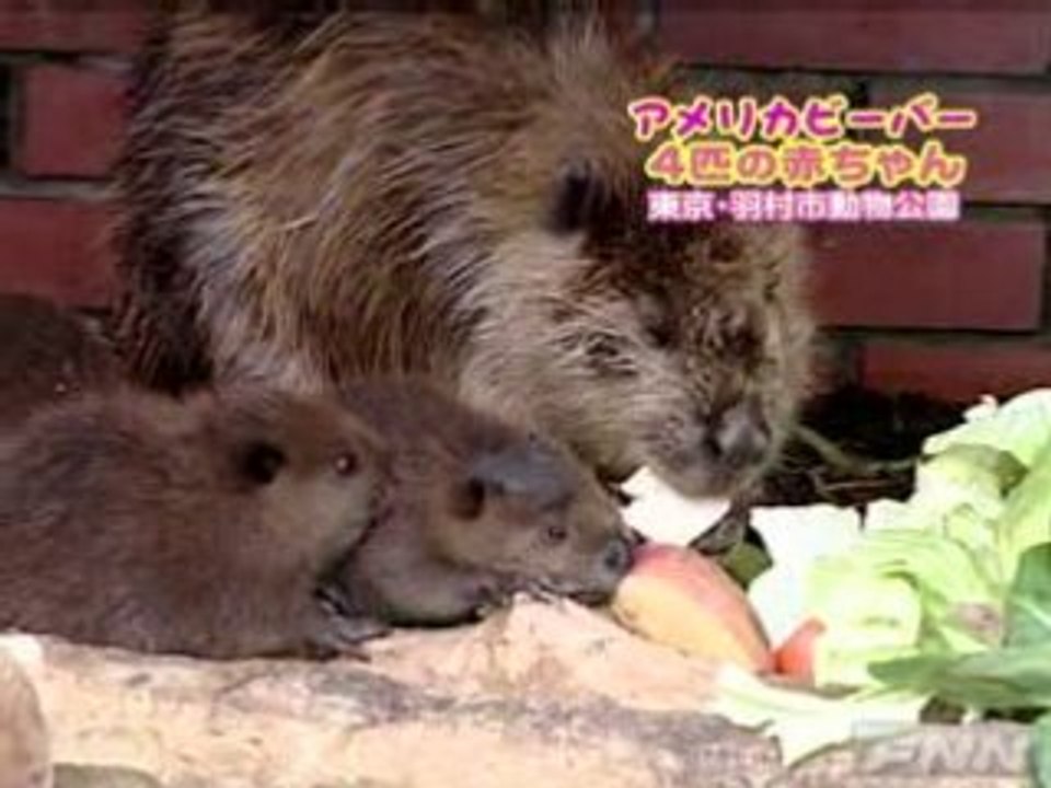 Beaver