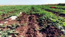 Yaz sofralarının vazgeçilmezi Diyarbakır karpuzundan kötü haber