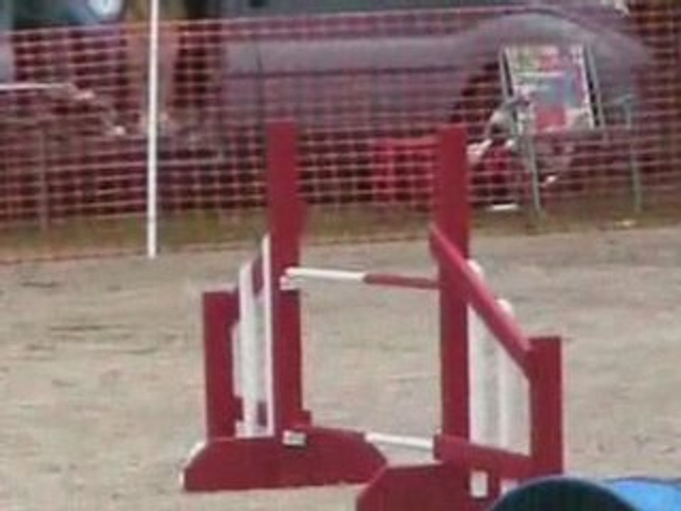 agility Mt de marsan
