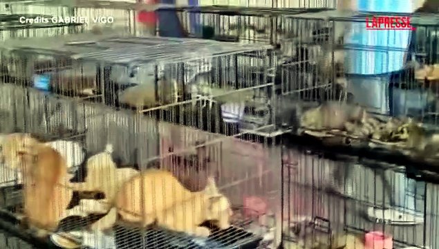 Vietnam, salvati oltre 500 gatti rubati ai proprietari per essere mangiati