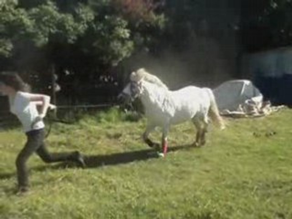 Misti bete de saut2