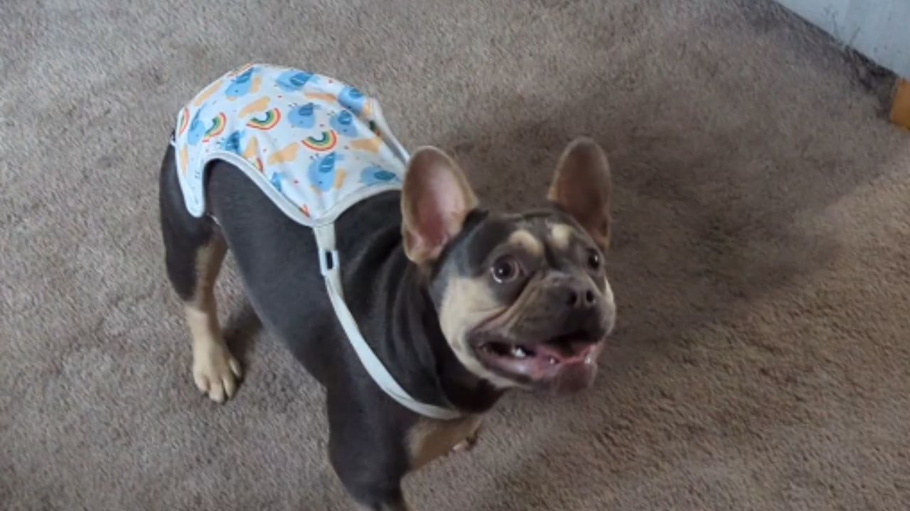 Lola the Pup Finds Endless Joy with Her Balloon Buddy