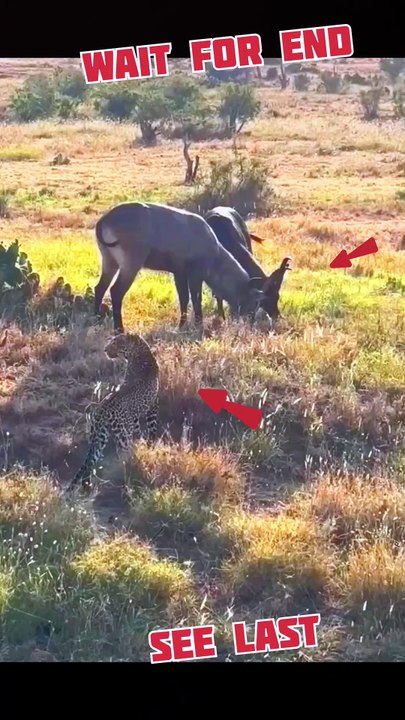 Leopard has miss the chance for lion #shorts #trending #viral #leopard #lions