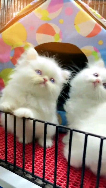 Tiny Kitten's Adorable Day 🐱❤️