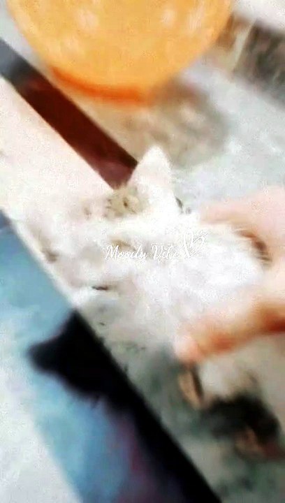 Tiny Kitten's Adorable Day 🐱❤️