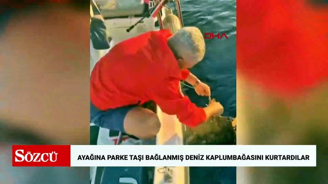 Ayağına parke taşı bağlanmış deniz kaplumbağasını kurtardılar