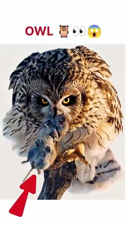 Owl is real hunter #shorts @trending #viral #owl