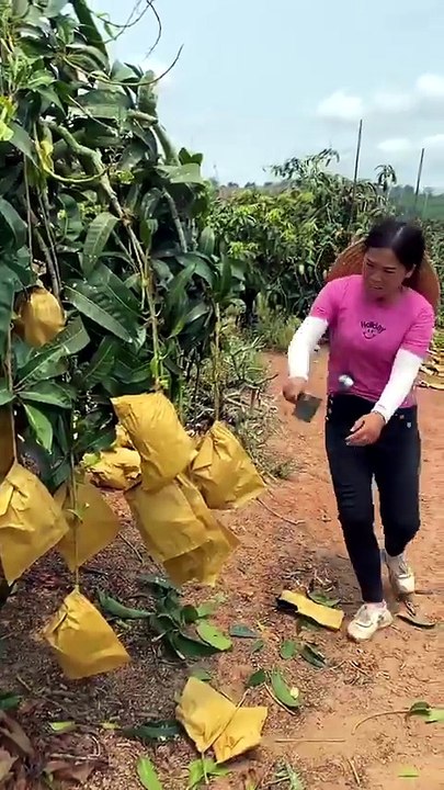 🥭✨ La mangue Mahachanok est connue pour son noyau très fin, ce qui permet d’obtenir une grande quantité de chair comestible. 😋👌