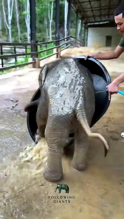 Un éléphant adorable essaie d'aider son cornac, avec des résultats hilarants