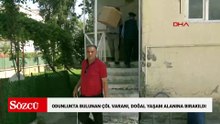 Şırnak’ta odunlukta bulunan çöl varanı, doğal yaşam alanına bırakıldı