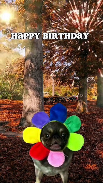 Pug kingdom bulletin