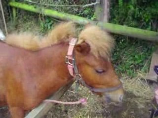 pépin qui se gratte