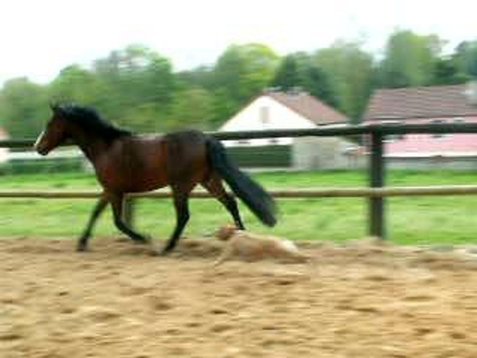 kiwi en lib 3
