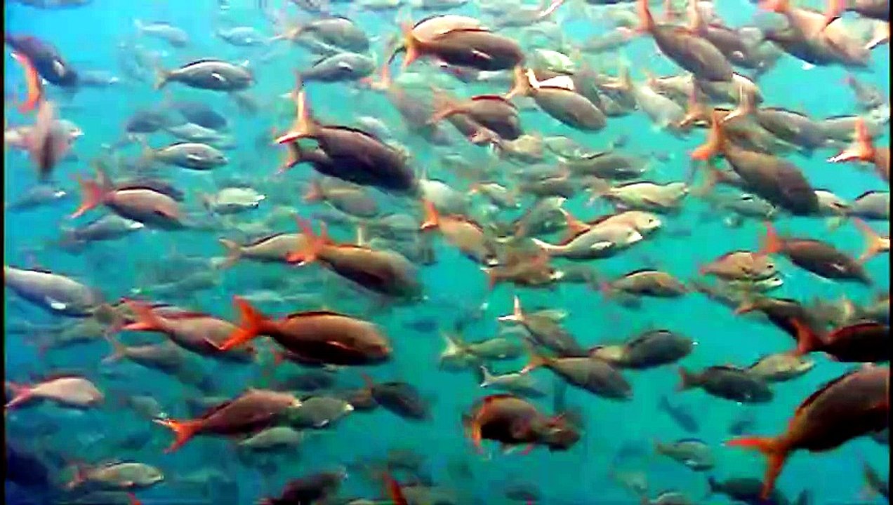 Ocean World