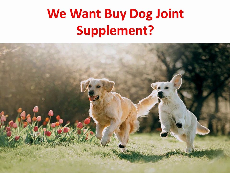 Forte Flex K9 : Dog Joint Supplement