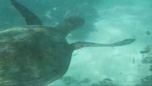 Compilation snorkeling et plongee Ningaloo Reef