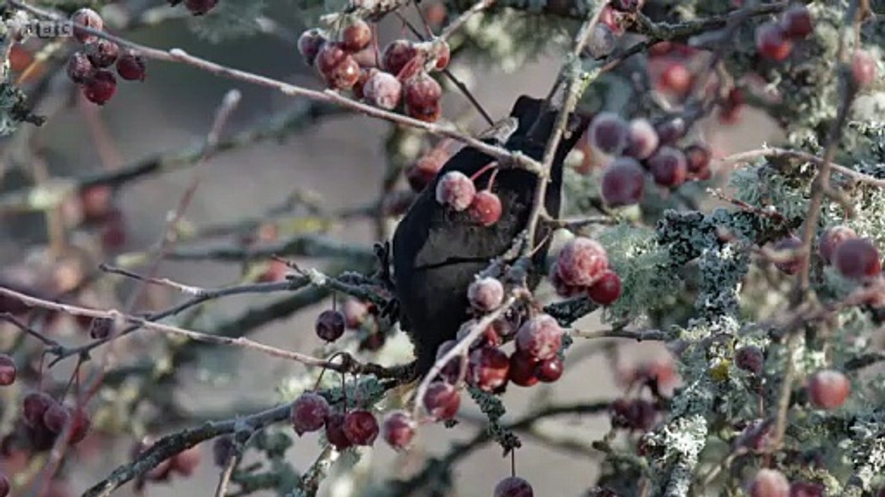 Winterwatch Winterwatch in Wales S01E03 Intelligence