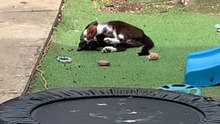 Playful bird interrupts cat's relaxation with a funny peck