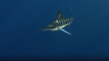 Breathtaking Encounter: Striped Marlin Hunts in Baja California