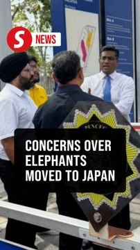 Group seeks probe into transfer of three elephants to Japan