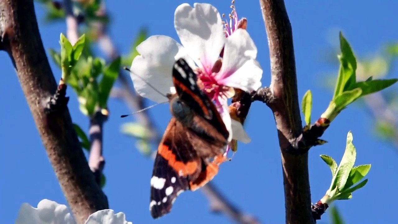 Musique De Printemps Memories Of Spring #relaxing