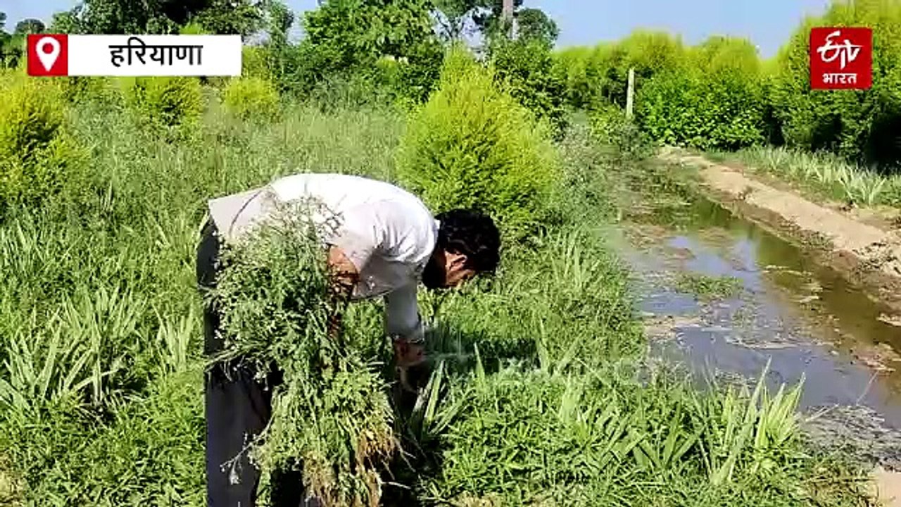 बैंक की नौकरी छोड़ किया खेती का रूख, आर्नामेंटल फार्मिंग ने बदल दी जतिन की तकदीर, सजावटी पौधों से कर रहे लाखों की कमाई