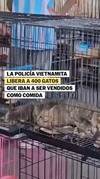 La policía vietnamita libera a 400 gatos que iban a ser vendidos como comida