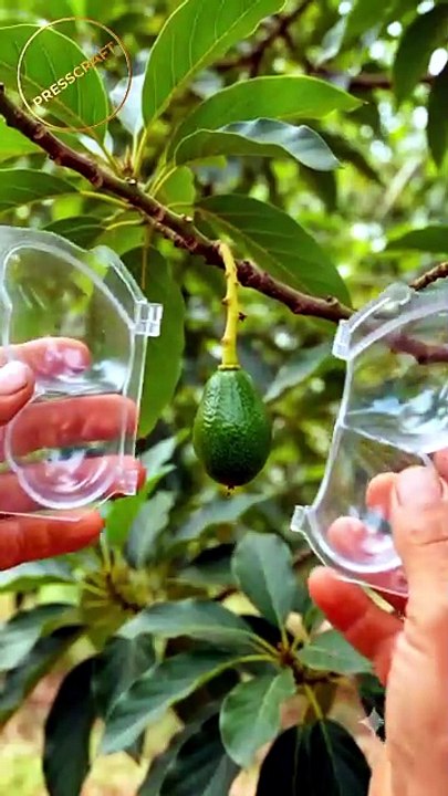 🥑🦋 Butterfly-Shaped Avocado! 🤯  #Shorts #Avocado #Butterfly #Timelapse #Satisfying #ViralShorts #Nature #4K