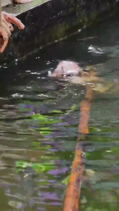Mommy help me I nealy drowning
