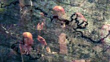 Fantasymphony Bande-annonce (ES)