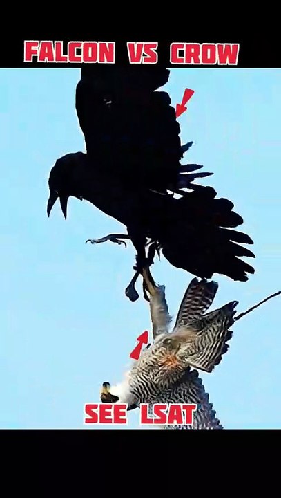 two falcon  fight for food #animals #wildlife #trending #falcon #ytshorts #shorts #trend