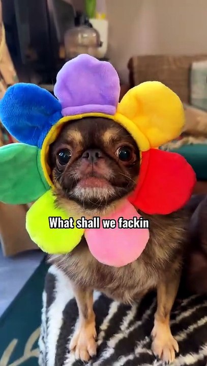Pug kingdom bulletin