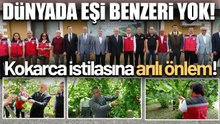 Kahverengi Kokarcaya Karşı Büyük Operasyon! 300 Bin Samuray Arısı Salındı