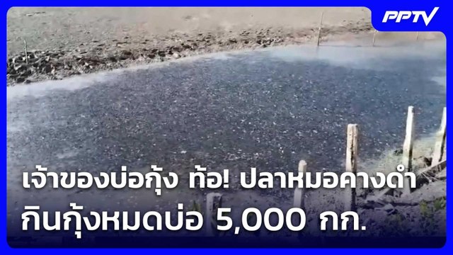 เจ้าของบ่อกุ้ง ท้อ! ปลาหมอคางดำ กินกุ้งหมดบ่อ 5,000 กก. | เรื่องใหญ่ Live Talk | 18 มิ.ย. 69
