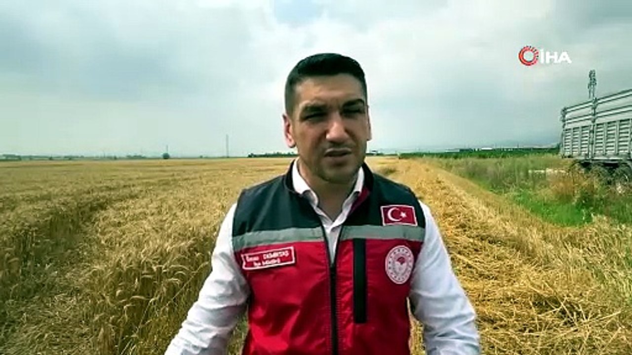 Osmaniye’de 15 gün gecikmeli başlayan hasatta yüksek verim sevinci