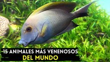 Los 15 animales más venenosos del mundo