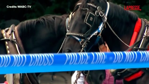 New York, 18enne muore scaraventato a terra da un cavallo imbizzarrito: la carrozza ribaltata all'interno di Central Park