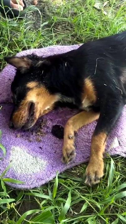 Insane 24 hours saving her life