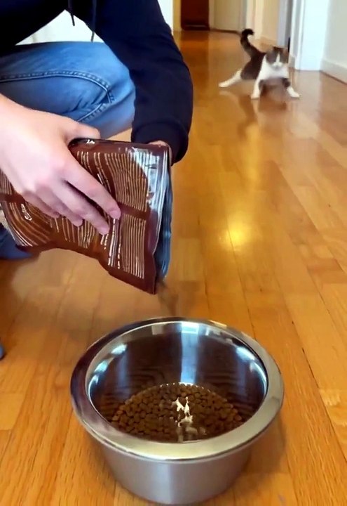 Epic Cat Slide into dinner 😺