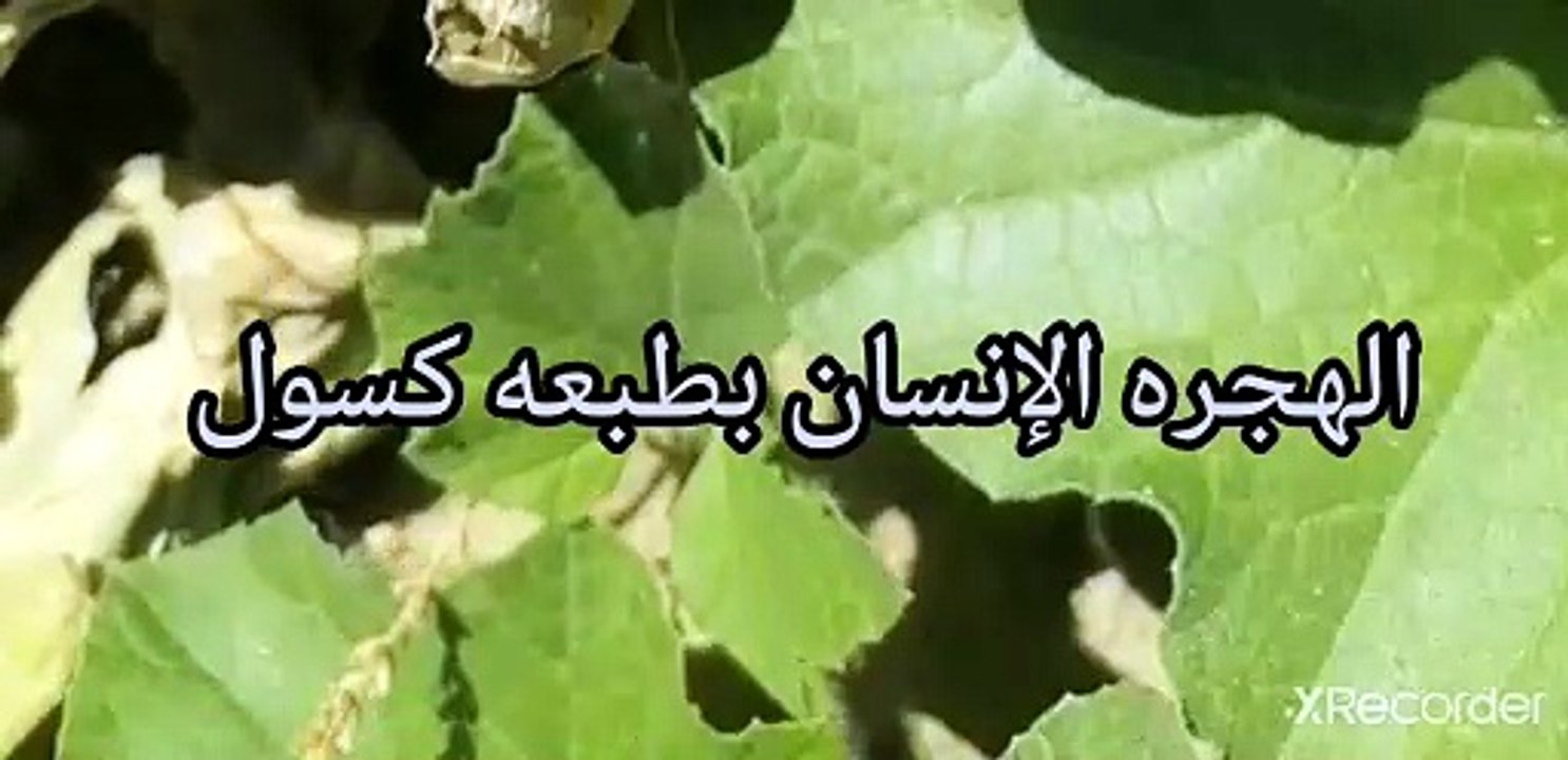 انسان كسلان بطبعه وخامل يحتاج من يحركه الهجره