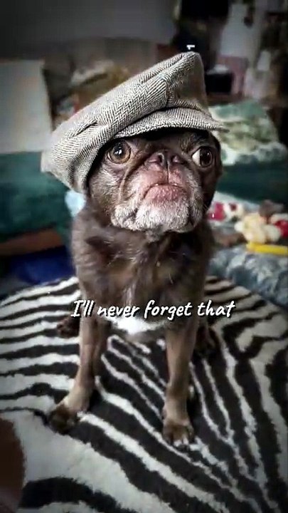 Pug kingdom bulletin