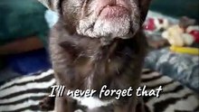 Pug kingdom bulletin
