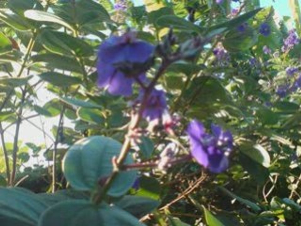 mé vacance a la réunion