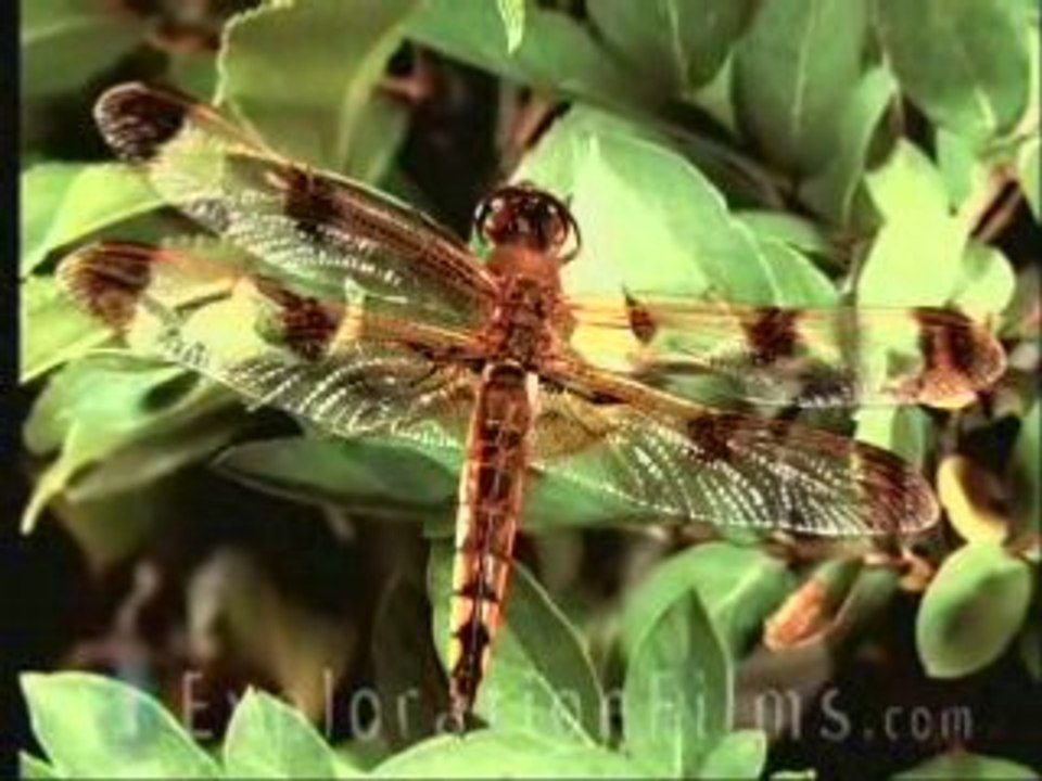 Dragonflies Defy Evolution