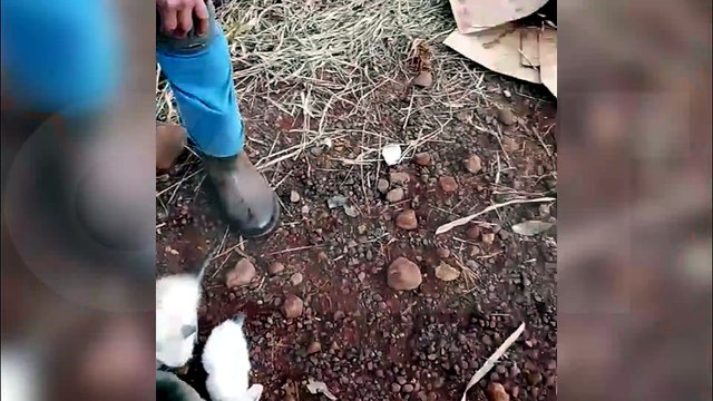 Filhotes são encontrados abandonados em caixa às margens da BR-277 em Cascavel