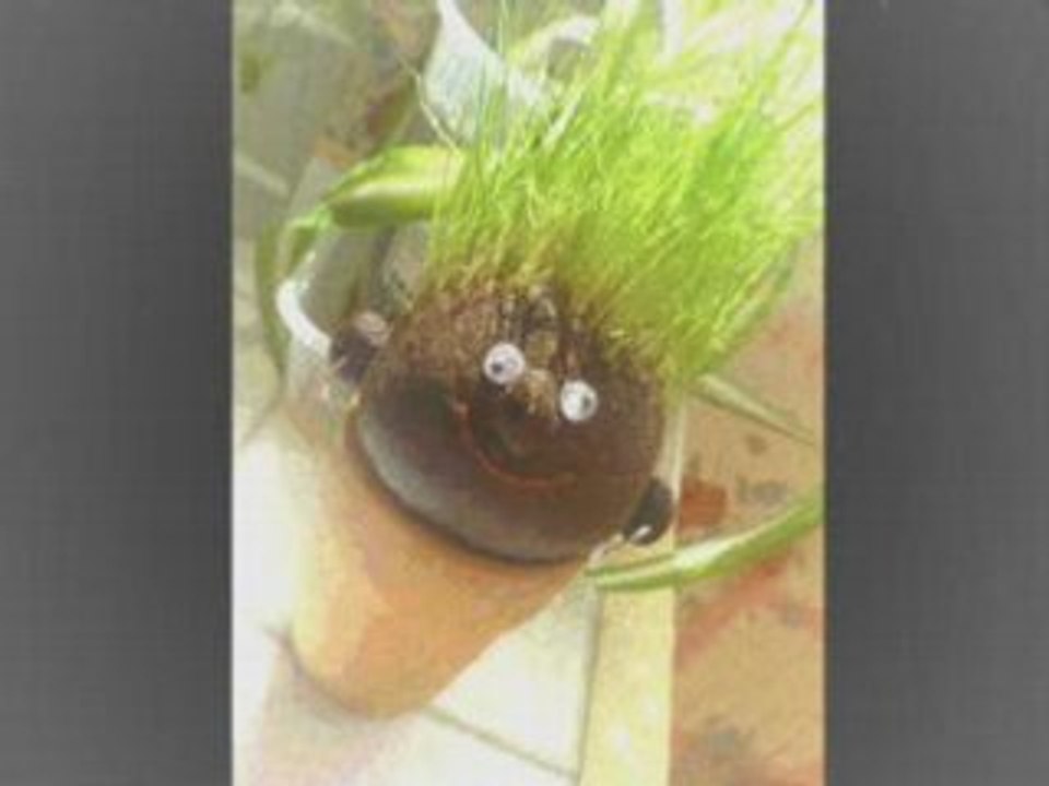 BOB