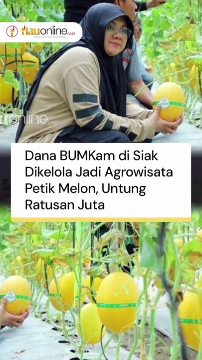 Dana BUMKam di Siak Dikelola Jadi Agrowisata Petik Melon, Untung Ratusan Juta