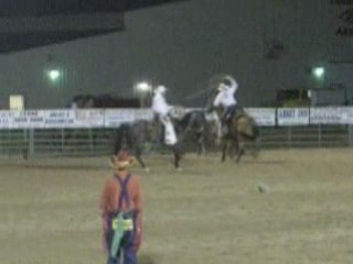 Rodeo vache