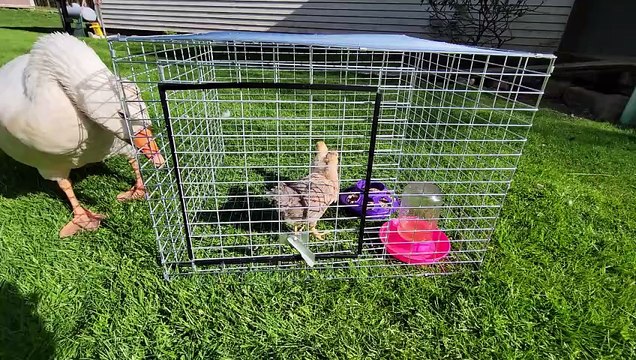 The arrival of Scootaltoo and Francisco confounded the local big man on campus. | #SparklegleamFarm #Bunny #Francisco #Lemongrab #Scootaltoo #farm #chickens #farmanimals #UNACCEPTABLE #cute