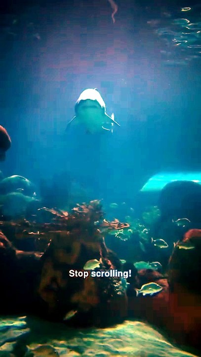 Think sharks are ancient? They're older than trees!
